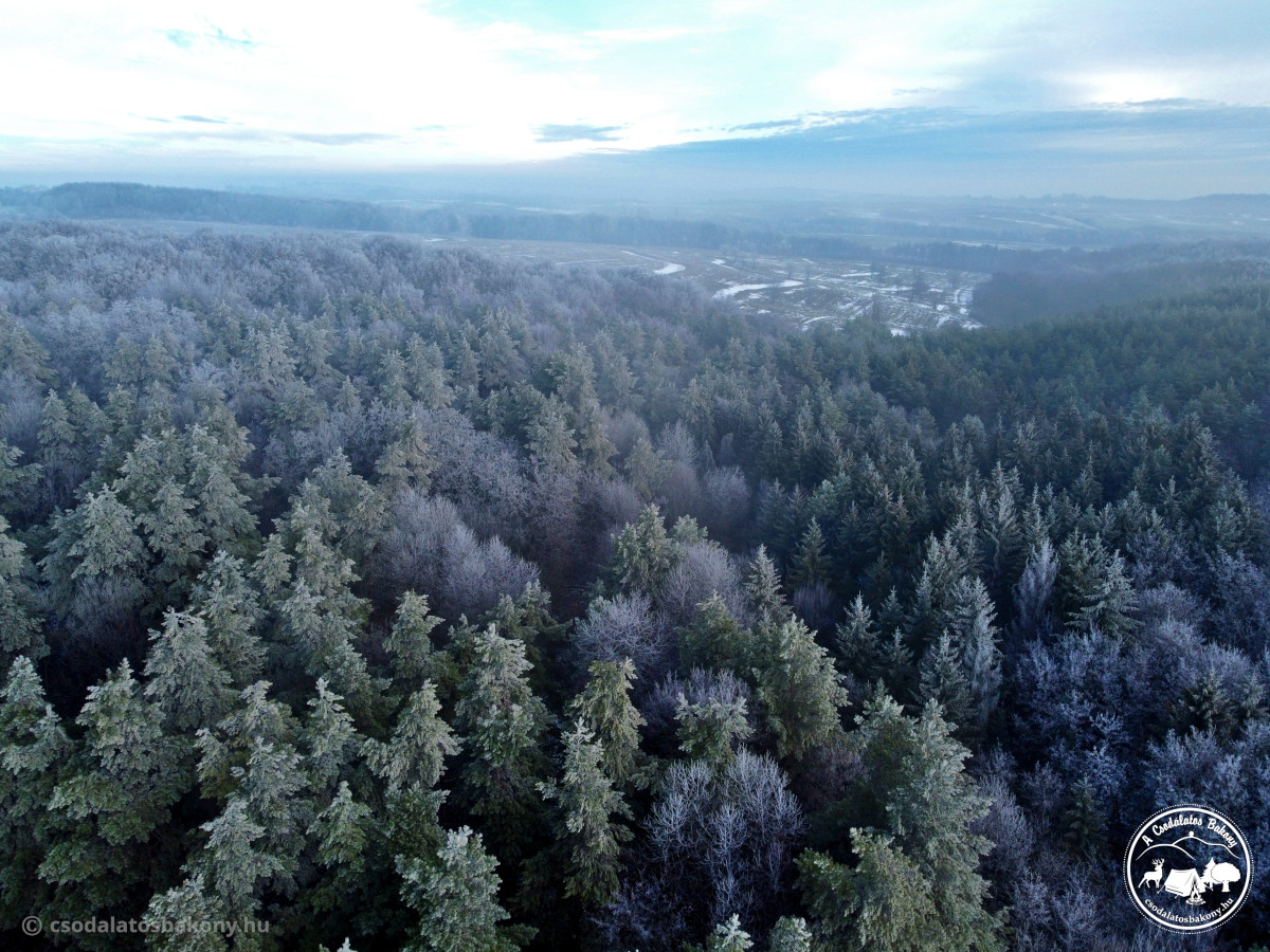 December 21. - Fenyveserdő Nagyesztergár közelében