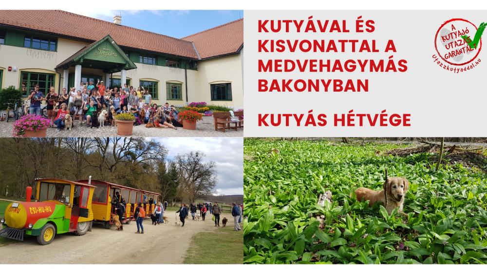 Kutyával és kisvonattal a medvehagymás Bakonyban